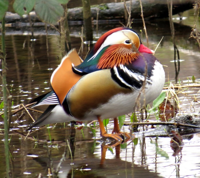 Mandarin