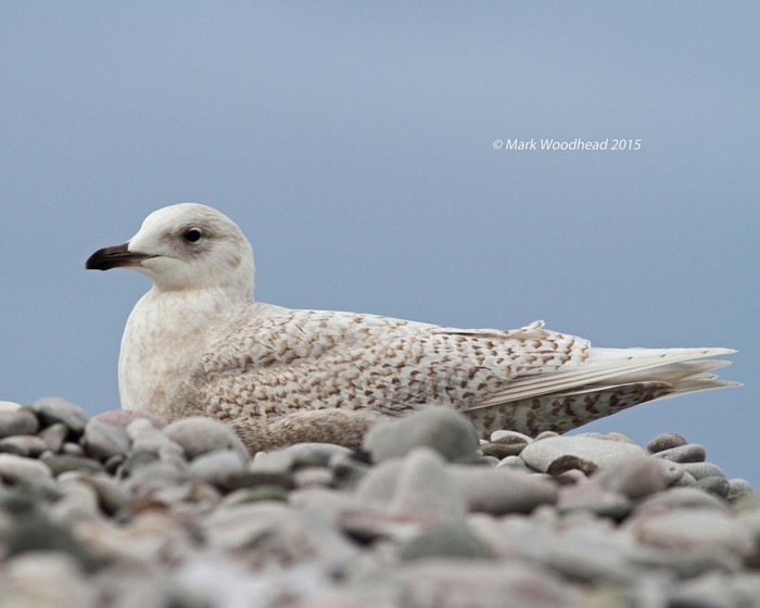 Iceland Gull