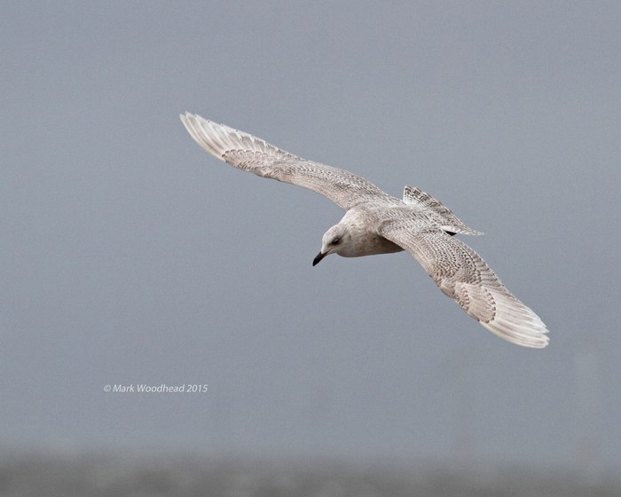 Iceland Gull