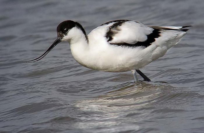 Avocet