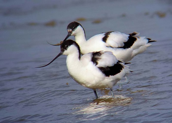 Avocet