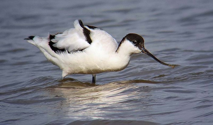 Avocet