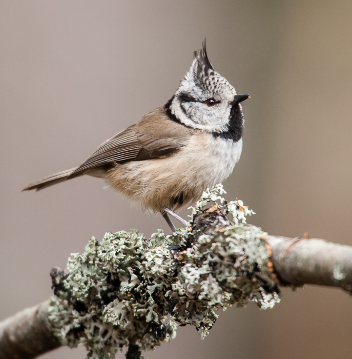 Crested Tit
