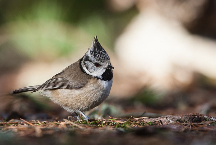 Crested Tit