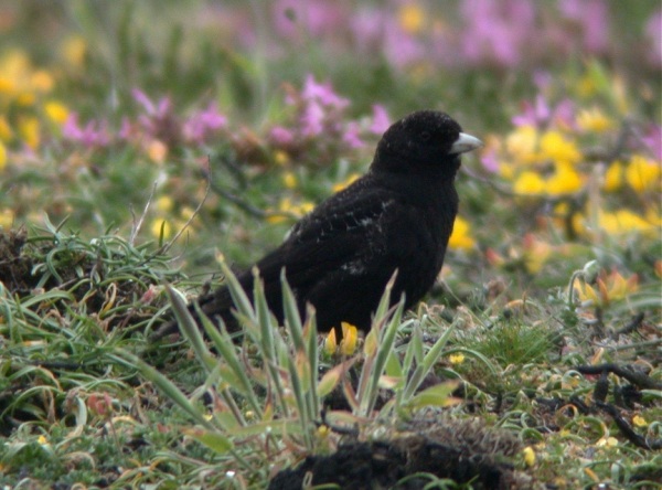 Black Lark