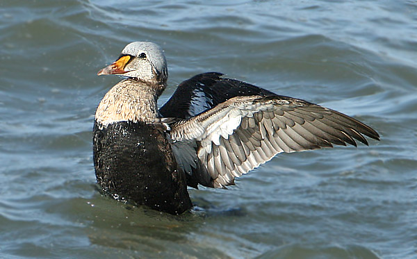 King Eider