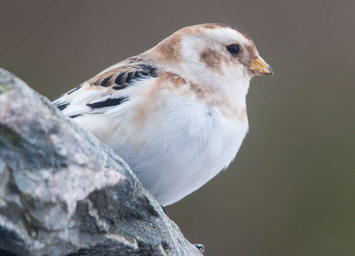 Snow Bunting