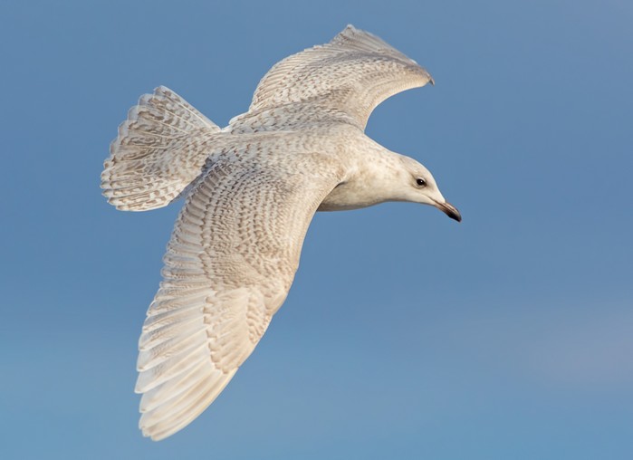 Iceland Gull