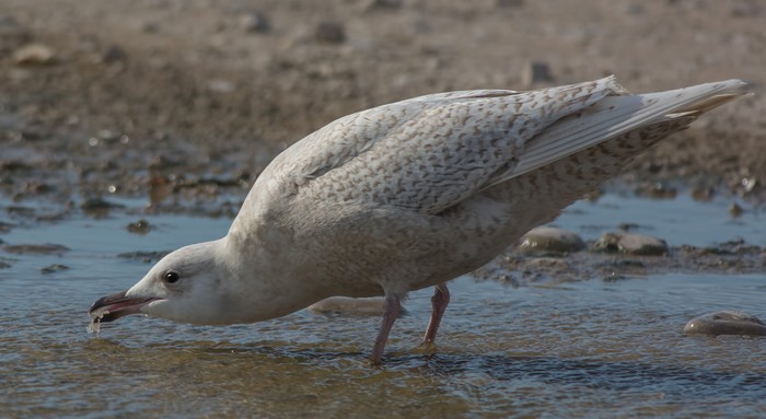 Iceland Gull