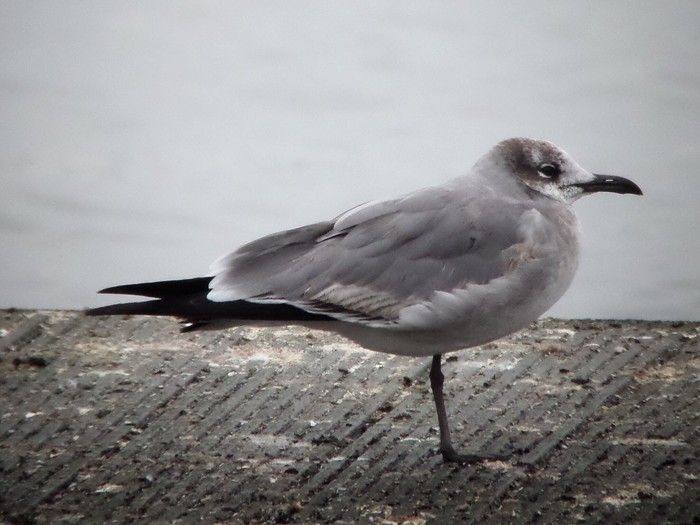 Laughing Gull