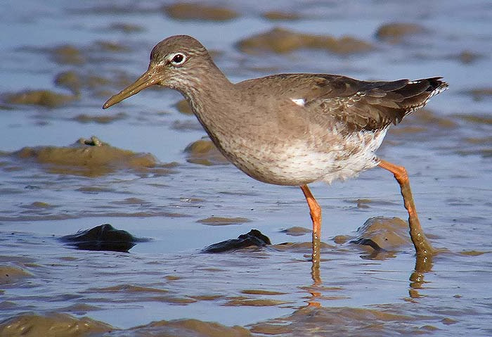 Redshank