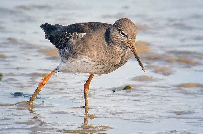 Redshank