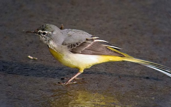 Grey Wagtail