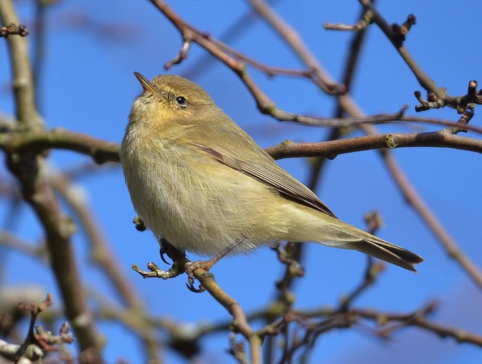 Siberian Chiffchaff