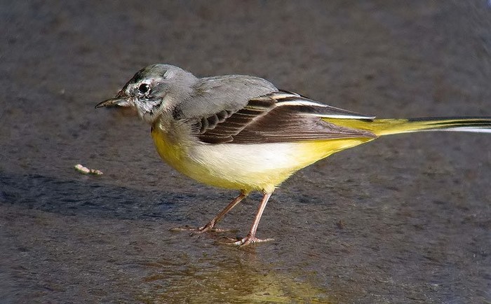 Grey Wagtail
