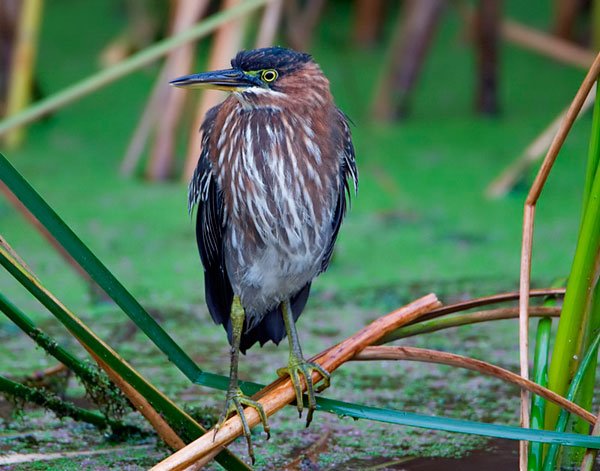 Green Heron