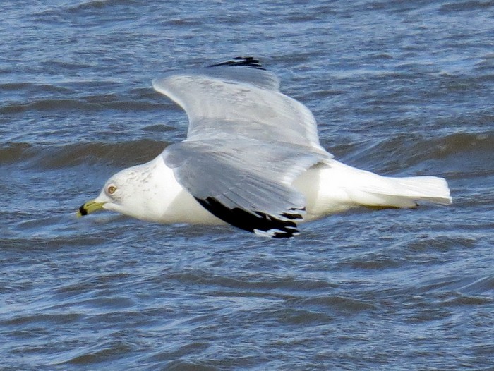 Ring-billed Gull