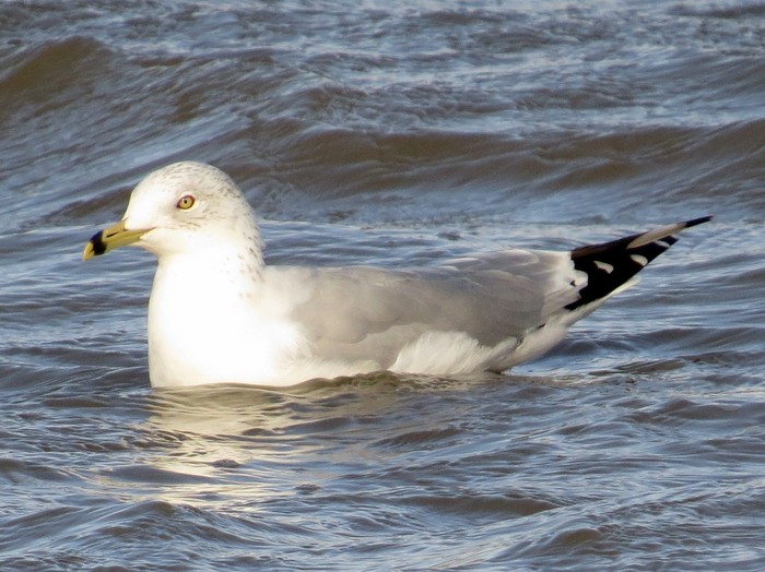 Ring-billed Gull