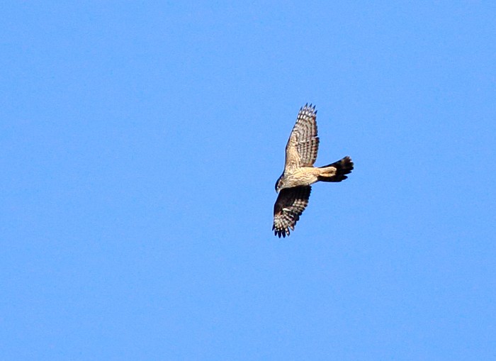 Goshawk