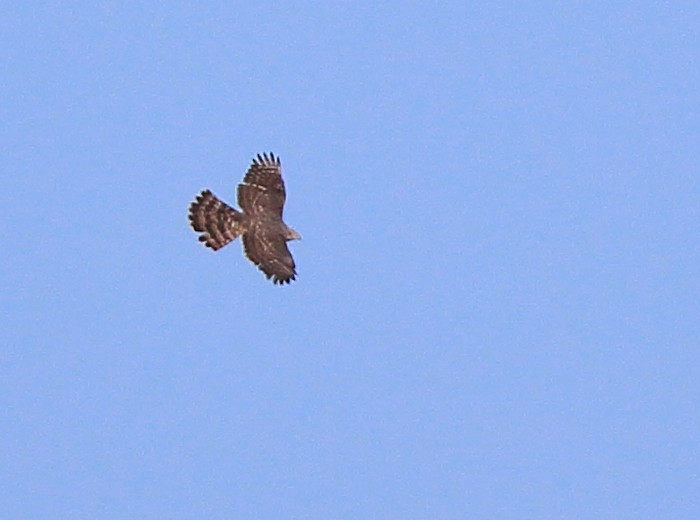 Goshawk