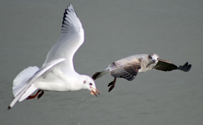 Laughing Gull
