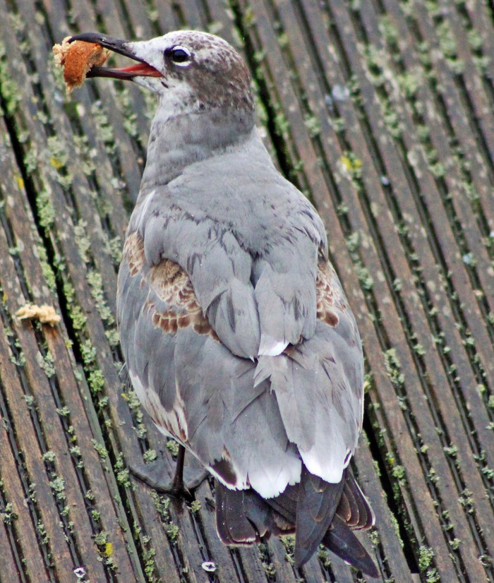 Laughing Gull