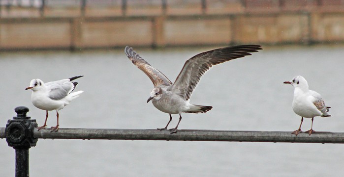 Laughing Gull