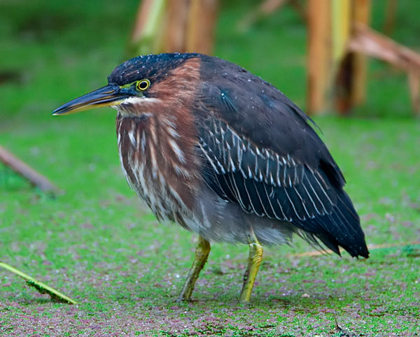 Green Heron