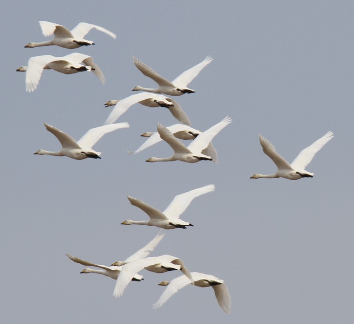 Whooper Swan