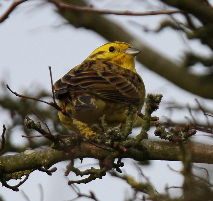 Yellowhammer