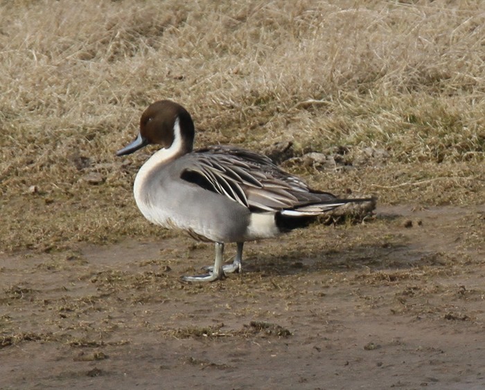 Pintail