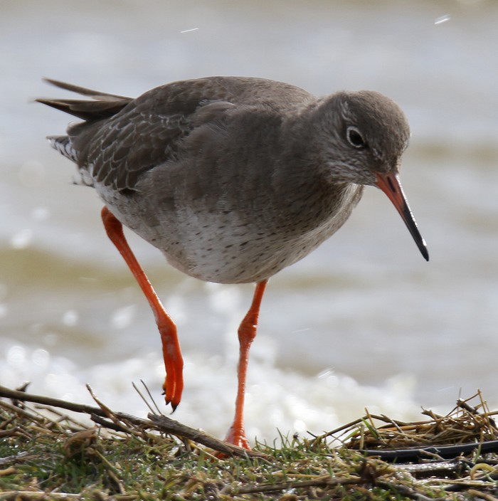 Redshank