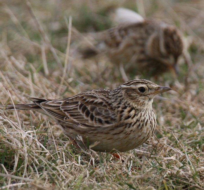 Skylark