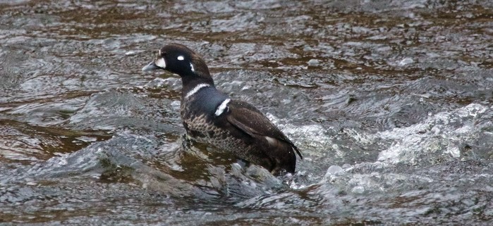 Harlequin Duck