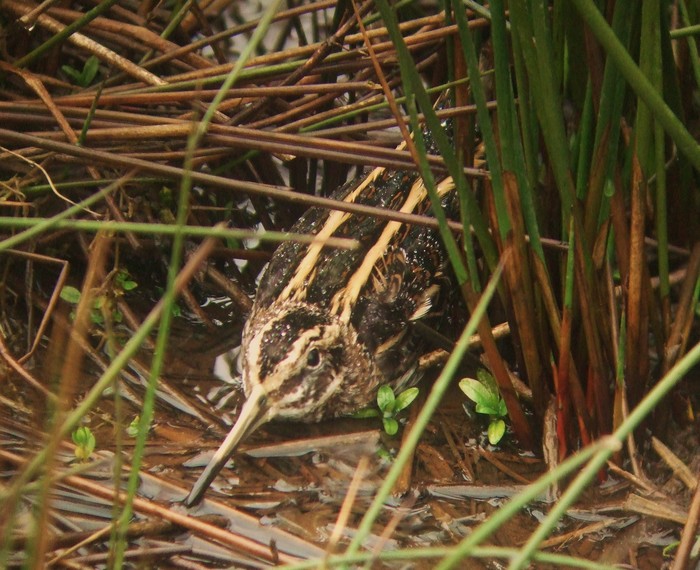 Jack Snipe