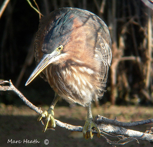 Green Heron
