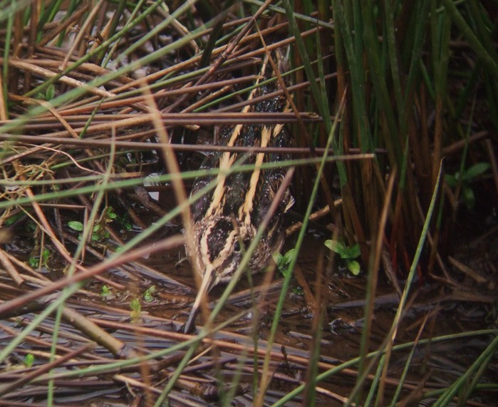 Jack Snipe