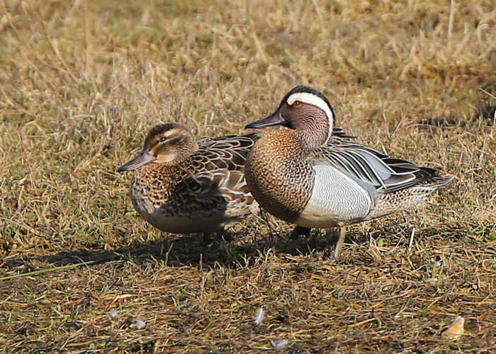 Garganey