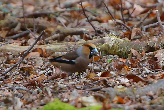 Hawfinch