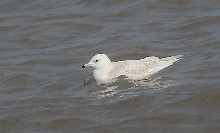 Iceland Gull