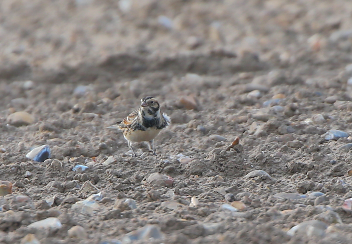 Lapland Bunting