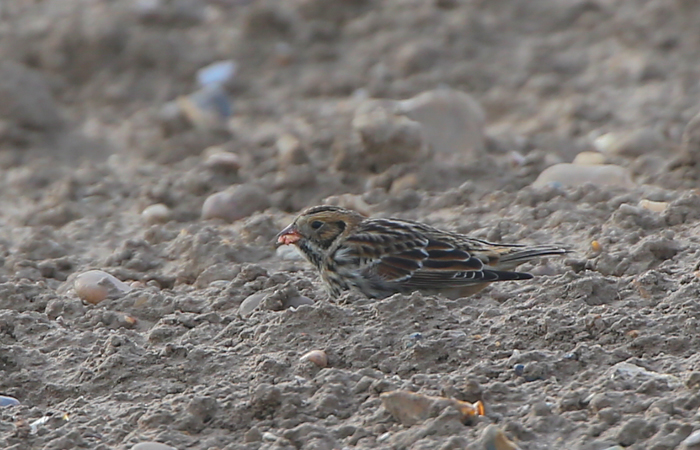Lapland Bunting