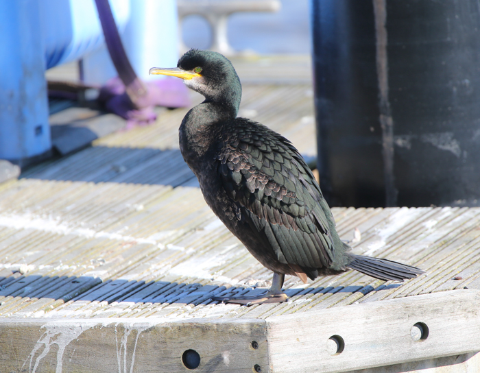 Shag