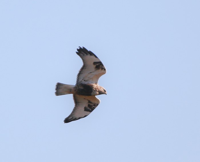 Rough-legged Buzzard
