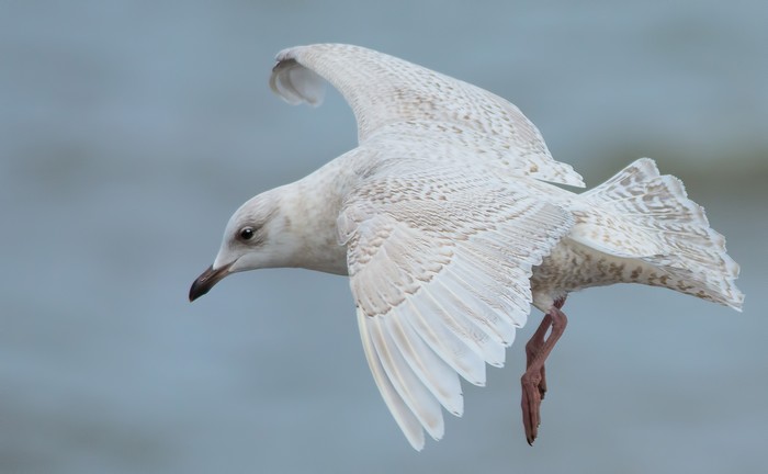 Iceland Gull