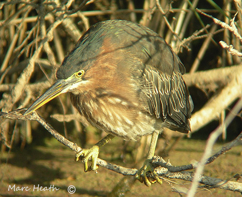 Green Heron