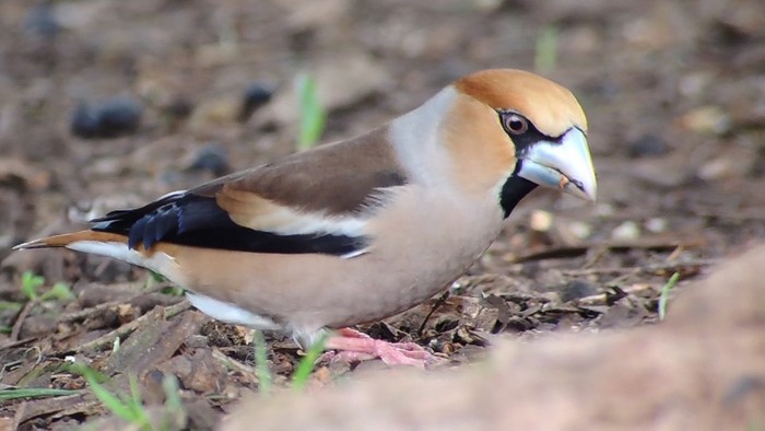 Hawfinch 