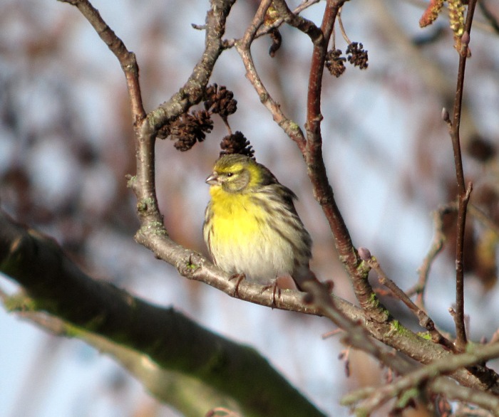 Serin