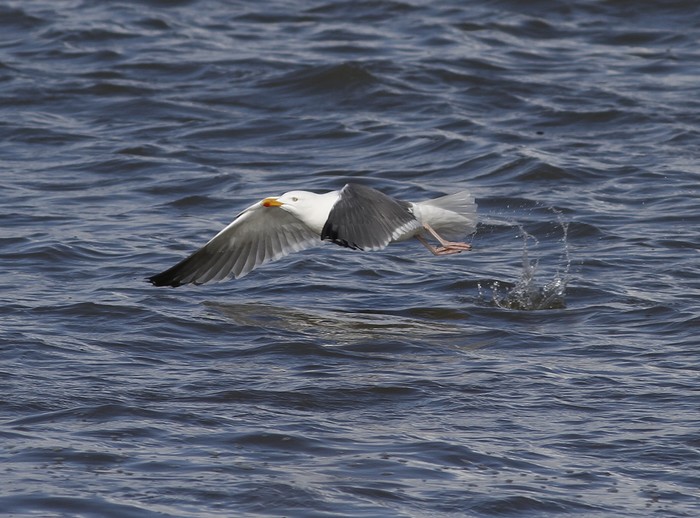 Possible Herring x Lesser Black-backed Gull