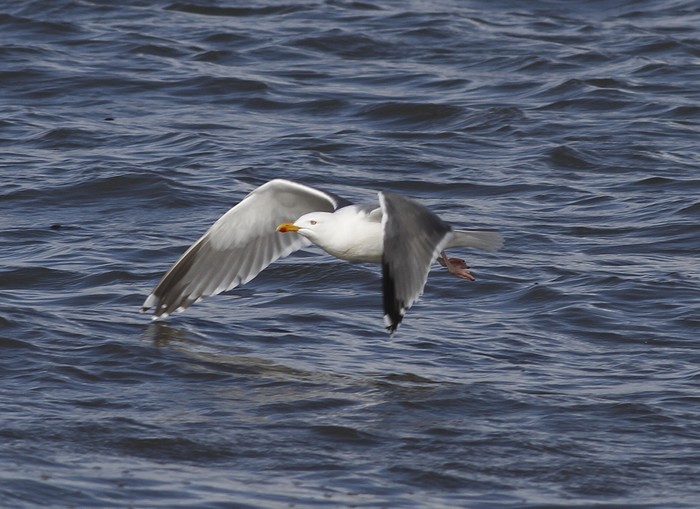 Possible Herring x Lesser Black-backed Gull